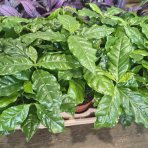 Kávovník arabský (Coffea Arabica) - výška 15-20 cm, kont. C1L